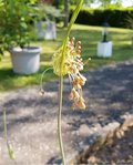 Allium vineale - 28 N.jpg