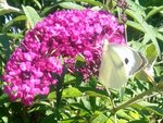 Pieris brassicaceae.jpg