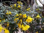 arbuste fleurs jaunes.jpg