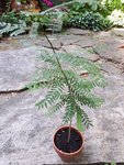 albizia.jpg