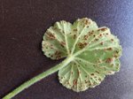 feuille géranium.jpg