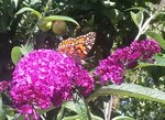 Issoria su buddleja.jpg