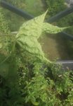 feuilles de haricot nain