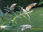 buddleya blanc.JPG