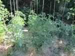 potager fin juin tomates.jpg