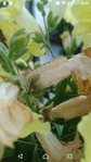 chenille.png