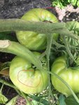 Tomates avec les « moisissures » sur le pied