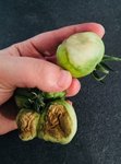 Tomates arrachées du pied hier (photo prise ce jour)
