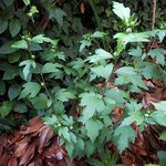hibiscus.jpg