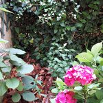 hibiscus en situation.jpg