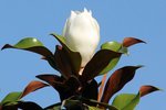 Magnolia grandifolia 0622.JPG
