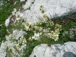 P1100316 (360x480).jpg