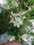P1100317 (360x480).jpg