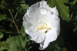 Hibiscus syriacus blanc-0624.JPG