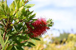 callistemon 08.jpg