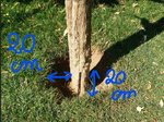 Le trou creusé autour du tronc (20cm de profondeur et 20cm de largeur)