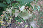 cassis feuilles sèches.jpg