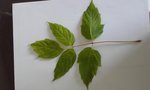 20180709_191354.jpg