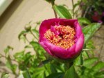 IMGP6872  Pivoine lactiflora Neon_001.JPG