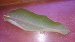 feuille