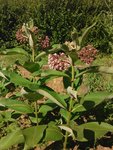 plante entière