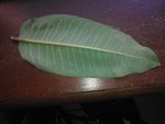feuille