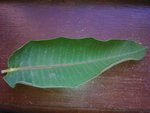 feuille