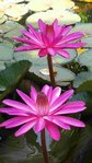 20180710_100129 Nymphaea 'Jupiter'_001.jpg