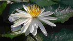 20180710_100216 Nymphaea lotus_001.jpg