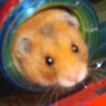 pepsi mon hamster. Il est super cool. Je l'adore.