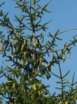 sapin an 2000 2.JPG