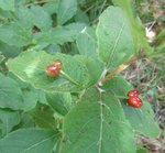 RIMG0971 petit.jpg