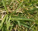 herbe.jpg