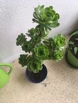 Aeonium 2 (quand je l'ai acheté)