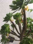 5 (perd ses feuilles)