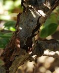 Cotoneaster franchetii.JPG