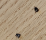 insectes_1.png