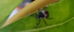 insectes_20.png
