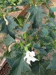 plante jardin3.jpg
