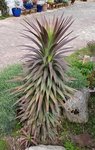 Yucca aloifolia 'Purpurea' - 30 C.jpg