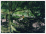 oiseaux0005.jpg