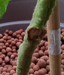 Photo pied de tomate