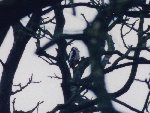 oiseaux 0001.jpg