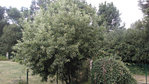 pommier.jpg