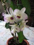 IMG_0285.JPG