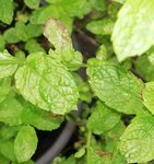 IMG_20180723_103733.jpg