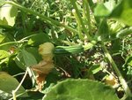 Courgette Italie-2.JPG