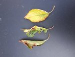 photo feuilles.jpg
