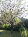 photo arbre.jpg