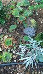 Photo des plantes